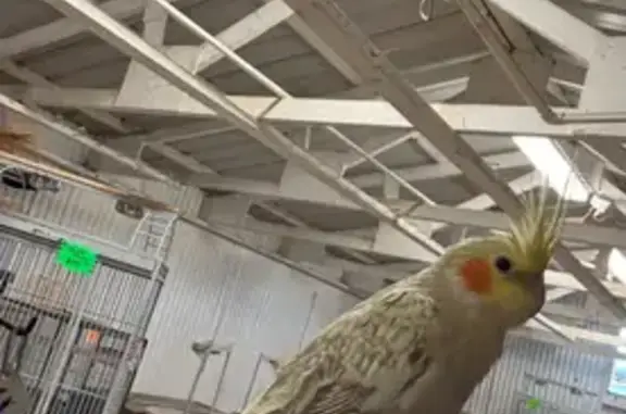 Friendly 9-Month-Old Bird Lost in Vacaville