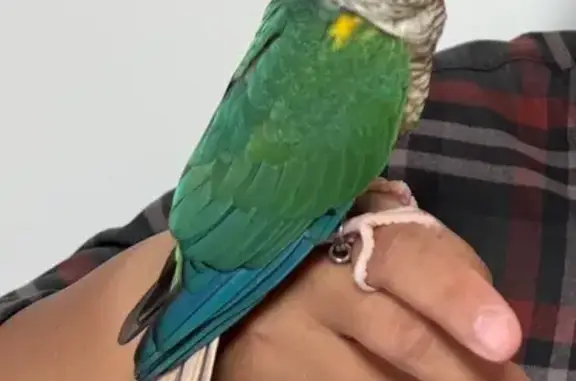 Lost Bird: Silver Ring, Bedok North