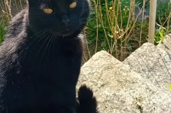 Chat noir perdu à Ambrières-les-Vallées - photo