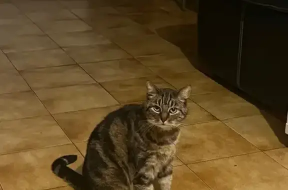 Chat perdu à Bailleul : Caroline, craintive - photo