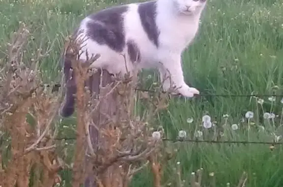 Chat perdu, craintif, cicatrice ventre - photo