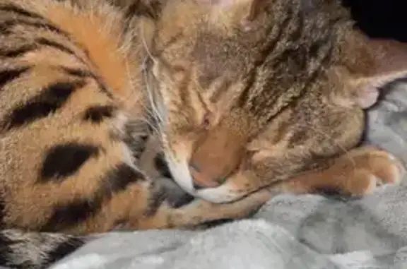 Lost Blind Bengal Cat: West William St.