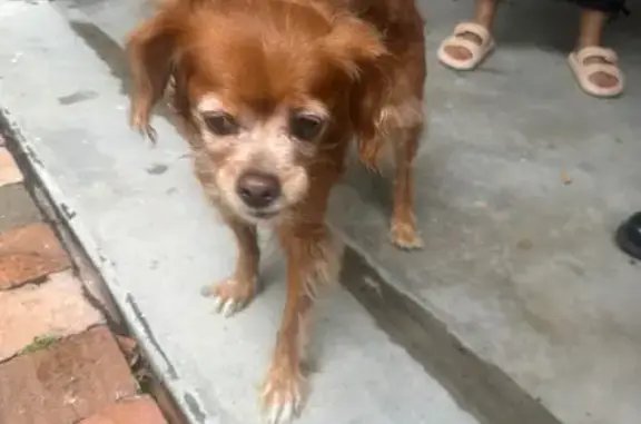 Found pets Coral Gables, photo: Help Reunite: Found Senior Dog in Coral Gables