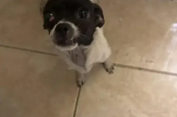 Lost and found pets Houston, photo: Found: White & Black Dog, Cherry Eye, Houston