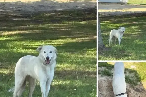 Found dog Bartow, photo: Found: White Female Dog with AirTag