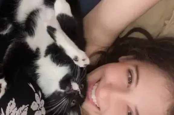 Missing cat Thomasville, photo: Lost Young Cat: Emotional Support Needed