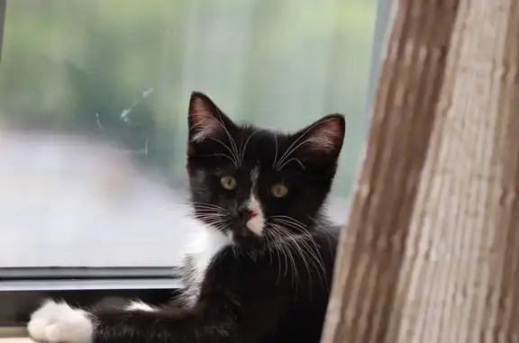 Missing cat Thomasville, photo: Lost Young Cat: Emotional Support Needed