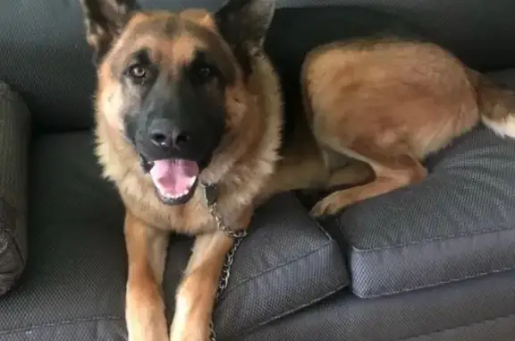Missing dog , photo: Timid Lost German Shepherd on Osborn Rd