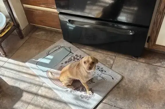 Lost Dog: Light Brown, White Diamond Spot