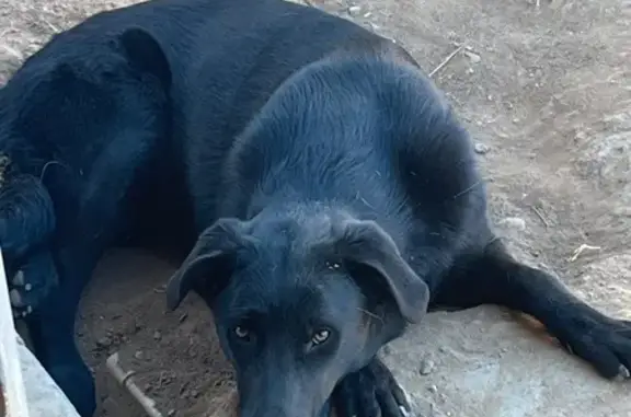 Lost Black Dog: North 87th Dr, Phoenix