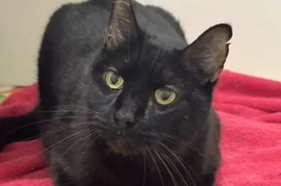Lost and found pets Twin Falls, photo: Lost Black Cat: Quincy St, Twin Falls