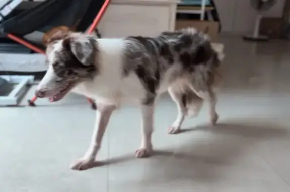 Lost Dog: White/Brown in Jalan Berjaya