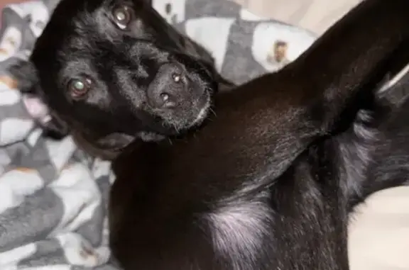 Missing dog Islip Terrace, photo: Lost Black Lab: Skittish, 30lbs, Oak St