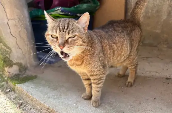 Chat trouvé Domérat, photo: Chat tigré sociable trouvé à Domérat