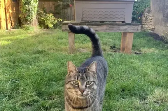 Chat perdu, Ciré-d'Aunis, photo: Chat perdu à Ciré-d'Aunis, rue Rochefort