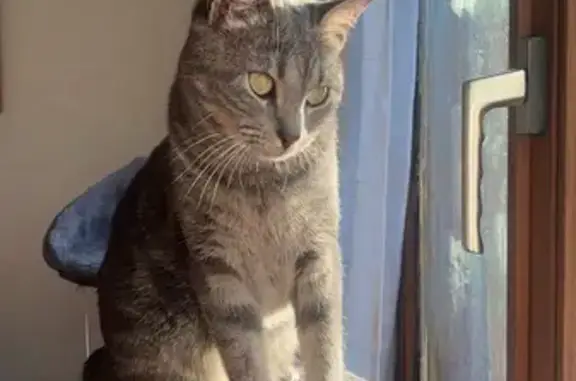 Chat perdu, Urmatt, photo: Chat perdu : Mowgli, gris tigré, Urmatt