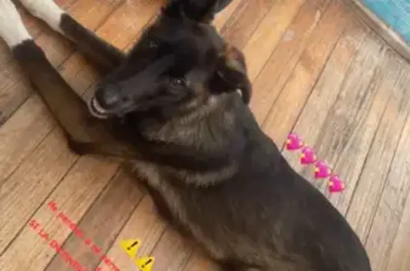 ¡Cachorra Perdida! Negra con Pecho Blanco