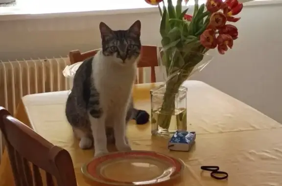 Chatte perdue avec collier rouge à Mulhouse - photo