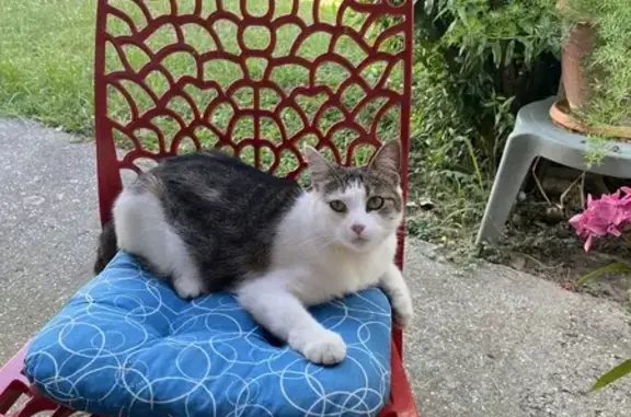 Petite chatte tricolore trouvée à L'Union - photo