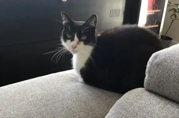Chat perdu : Léo, noir et blanc, épileptique - photo
