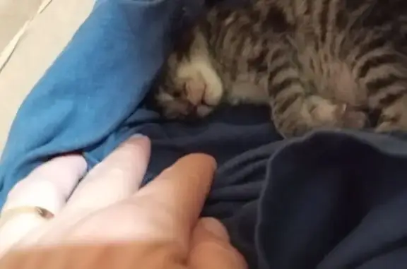Adopta un Gatito de 1 Semana e...