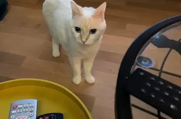 Chat perdu, Bayonne, photo: Chat perdu : blanc/beige, yeux bleus, craintif