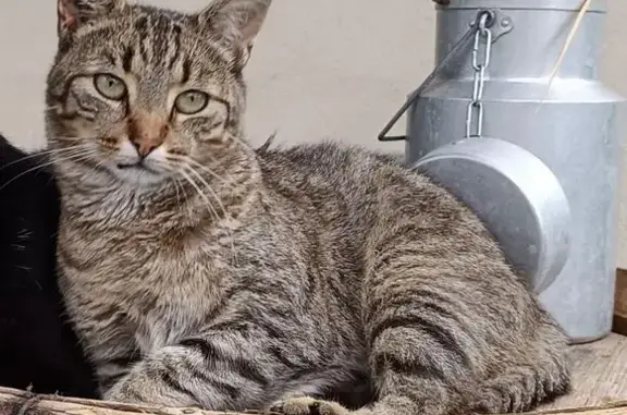 Chat perdu près de Vétélios, Châtenoy - photo