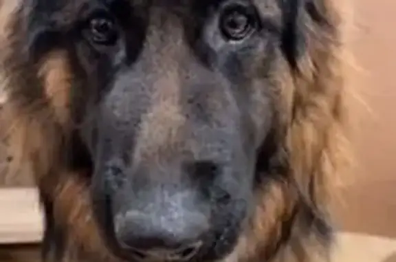 Chien perdu Saint-Jean-le-Blanc, photo : Chien perdue noire et feu, poil long
