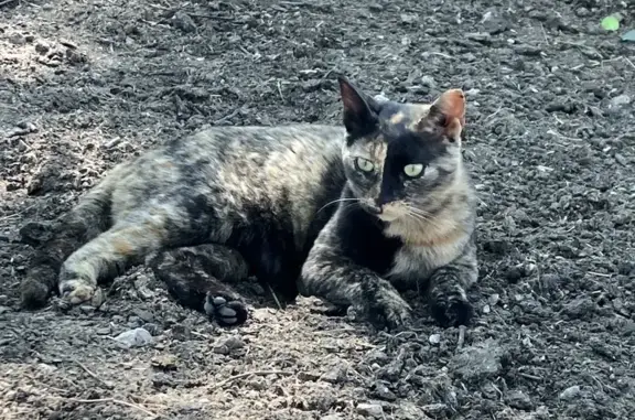 Chatte écaille perdue secteur St-Cézaire - photo