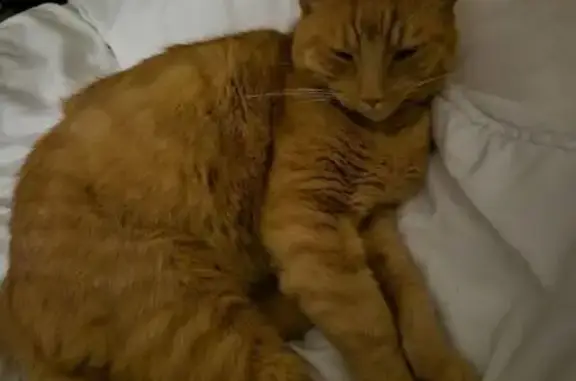 Chat perdu, Tercis-les-Bains, photo: Chat perdu à Tercis-les-Bains