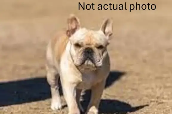 Found dog Phoenix, photo: Lost & Found: Tan Frenchie in Phoenix