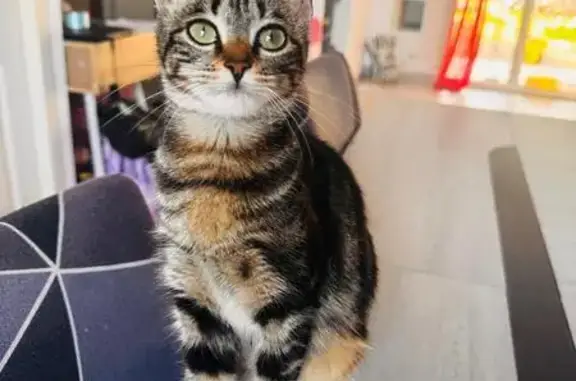 Chatte 