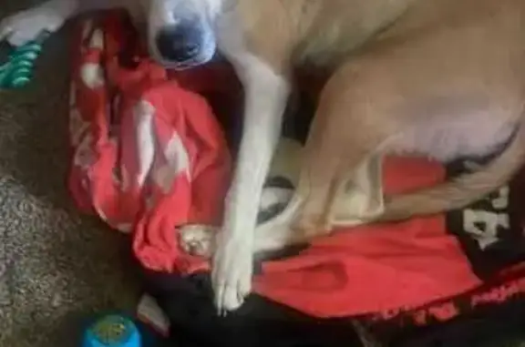 Found dog Louisville, photo: Sweet Brown Dog Found Near South Park CC