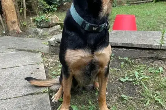 Chien trouvé , photo: Chienne trouvée à Saubusse, collier bleu