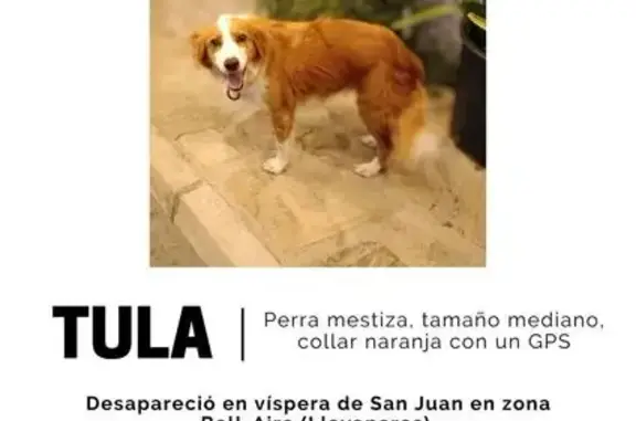 Perra Mestiza Perdida en Sant Andreu