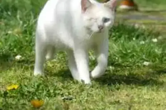 Animaux perdus Léguevin, photo: Chat borgne perdu, blanc-roux, œil bleu