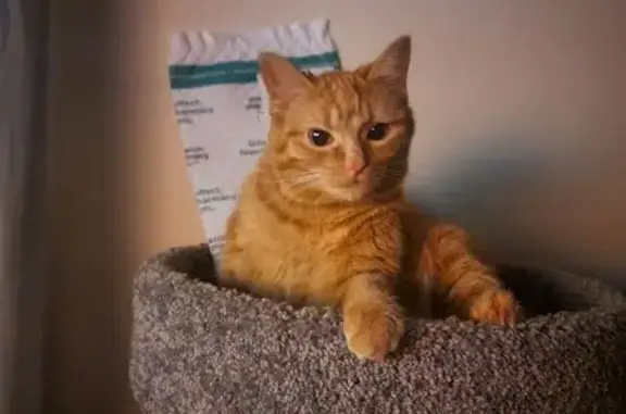 Missing cat Des Moines, photo: Lost Orange Cat on East 12th St, Des Moines
