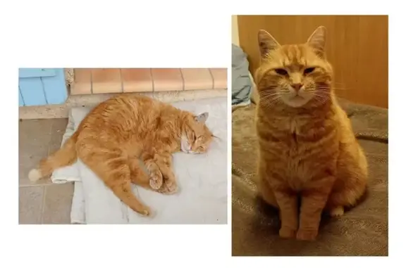 Chat perdu : Cooky, tatoué, queue abîmée - photo