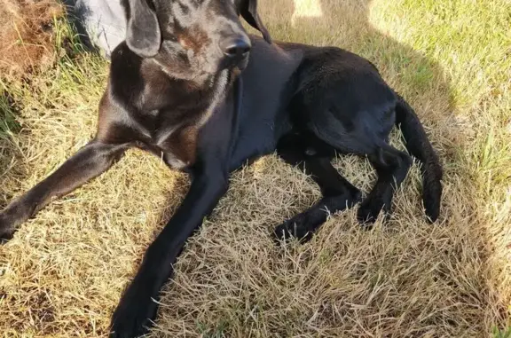 Labrador mâle trouvé, collier vert, Theix - photo