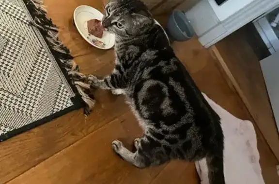 Chatte tigrée trouvée à Moret-Loing-et-Orvanne - photo