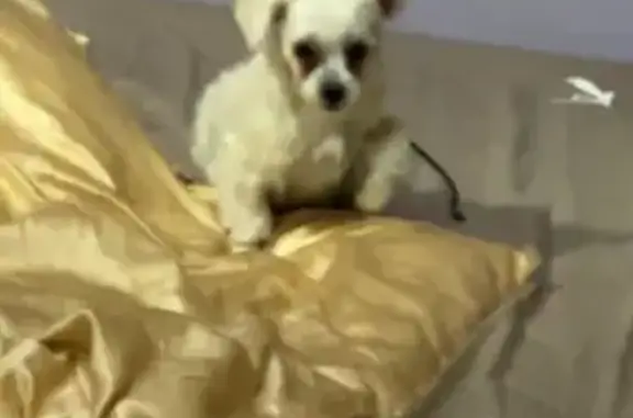 Lost Small White Dog in Fairfield Area