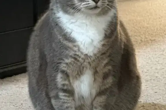 Lost Gray Tabby: Santee, Whispering Willow