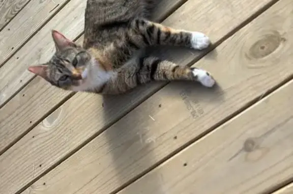 Lost Tabby: Black Stripes, White Paws