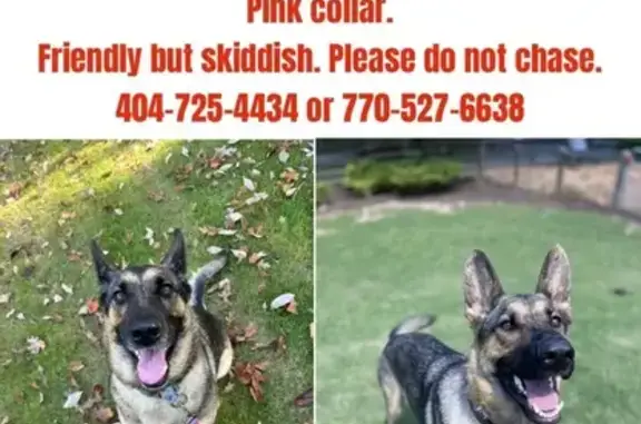 Lost Sable Dog with Pink Collar in Milton