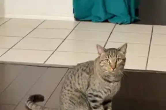 Lost Grey Tabby: Mango Missing in OKC