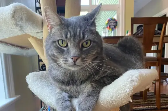 Missing cat , photo: Lost: Grey Tiger-Striped Cat 'Stanley'