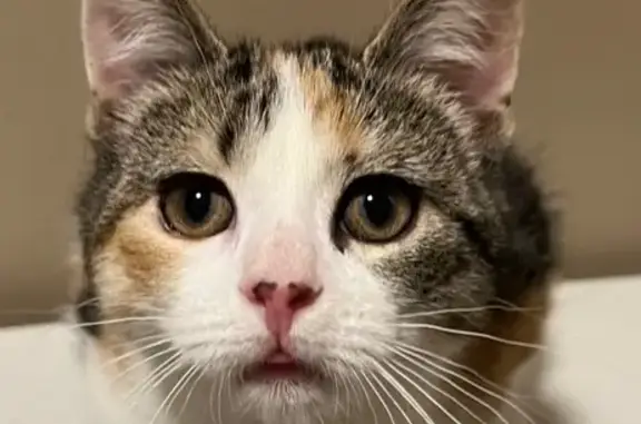 Lost Calico Cat on Harris Hill Rd, 339