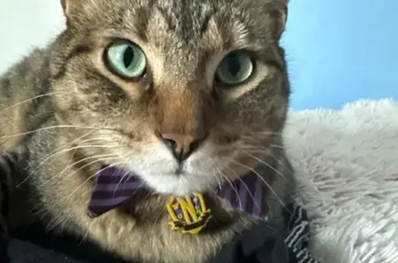 Lost Cat: Green Eyes & Purple Collar