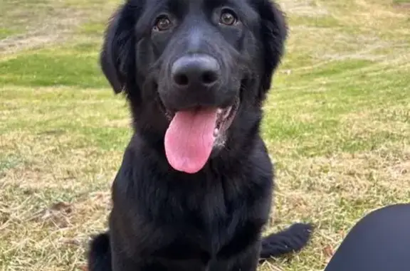 Lost Black Retriever: Friendly & Missing