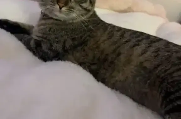 Missing cat Broomfield, photo: Help Find Azalea: Missing Cat in Broomfield